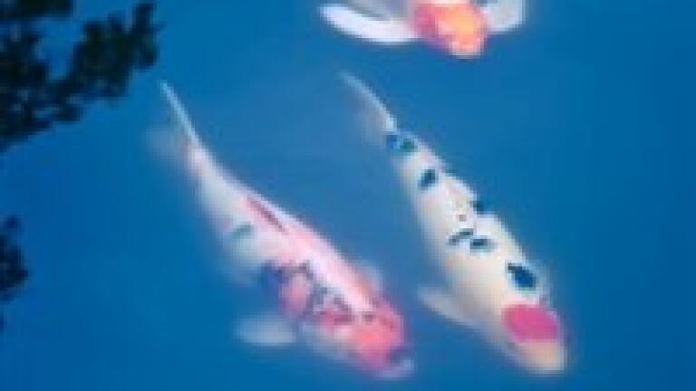 Fish used to improve water quality in China