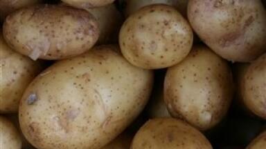 Environmental analysis news: GM potatoes to be cultivated in Europe