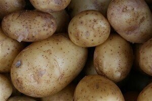 Environmental analysis news: GM potatoes to be cultivated in Europe