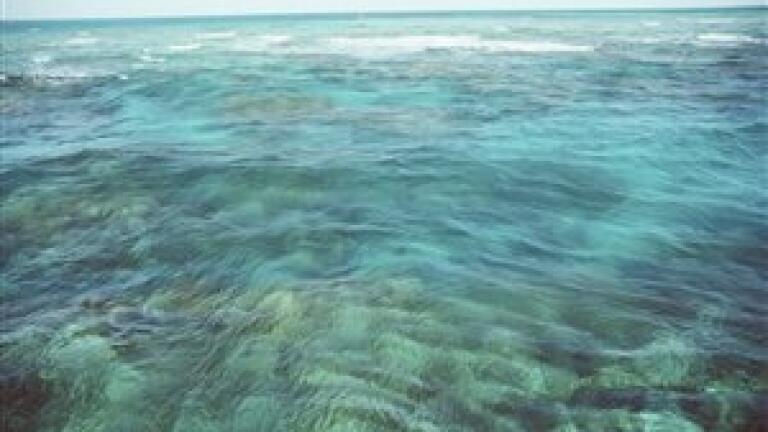 Microbes 'could be used in battle against plastic pollution'